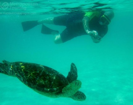 Swimming With A Turtle