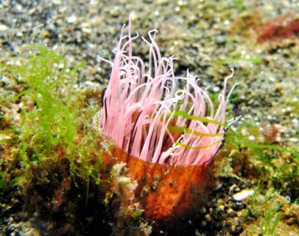 A pink Anemone in Galapagos