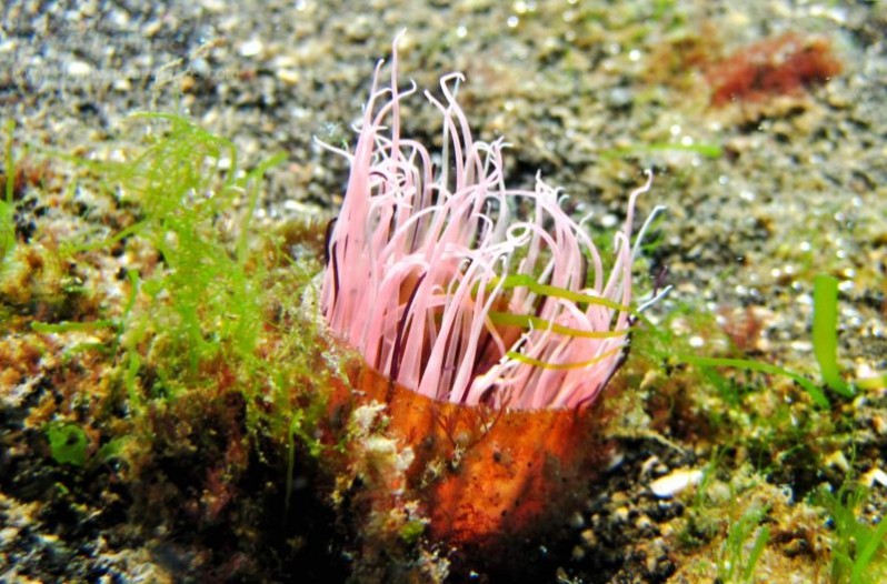 A pink Anemone in Galapagos