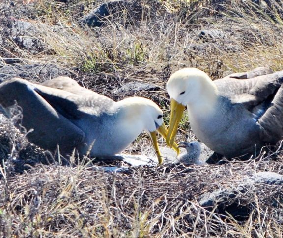 An Albatross Family