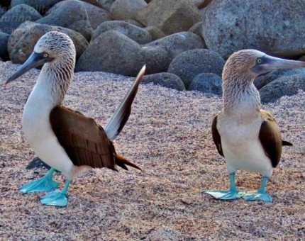 Blue Footed Boobies in Galapagos Islands