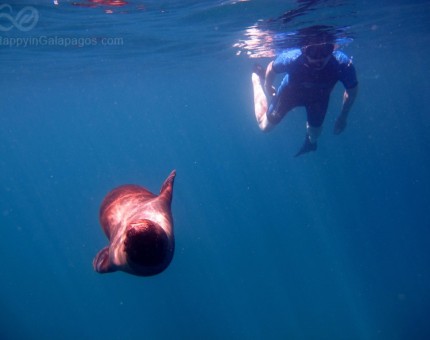 Snorkeling at Buccaneer Cove, Galapagos