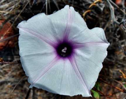 Campanilla Flower of Galapagos