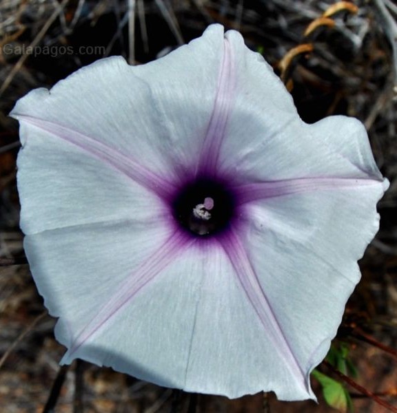 Campanilla Flower of Galapagos