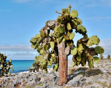 Candelabra Cactus in Galapagos