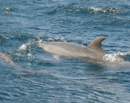 Dolphins in Galapagos