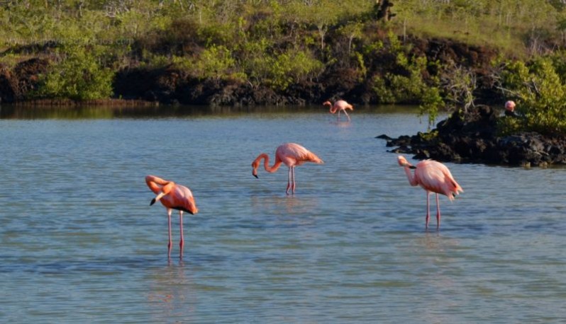 Flamingos in Las Bachas, Santa Cruz Island