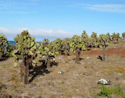 A group of Candelabra Cactus