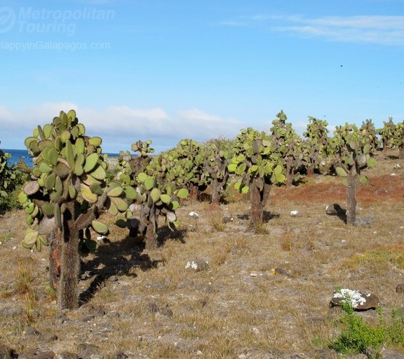 A group of Candelabra Cactus