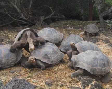 A group of Giant Tortoises