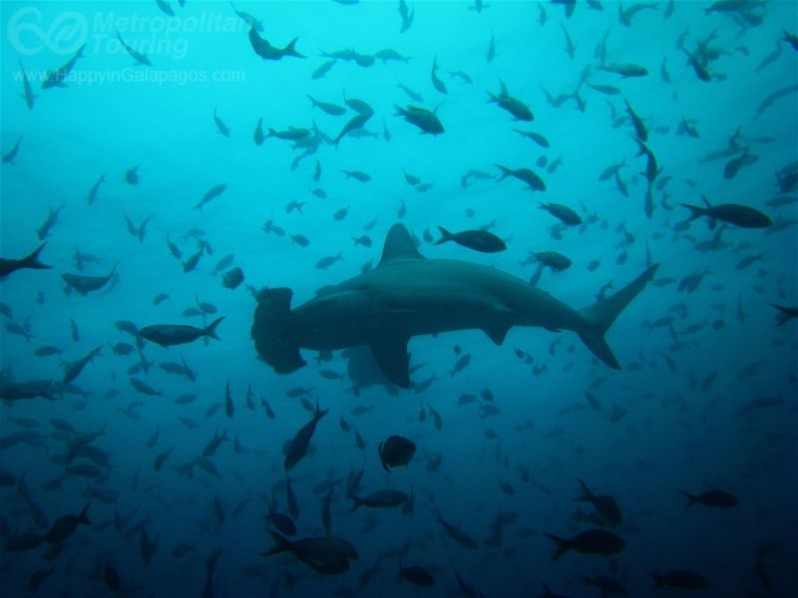 Hammerhead shark in Galapagos Islands