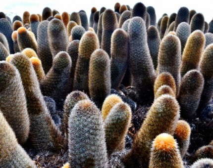 Lava Cactus of Galapagos