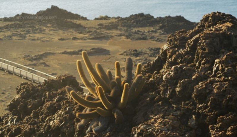 Lava Cactus on top of a volcanic formation in Bartolome Island