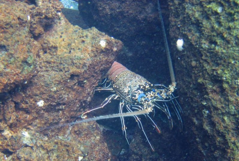 Lobster in Galapagos