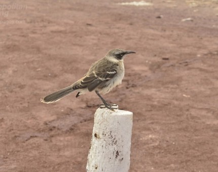 Mockingbirds in Galapagos