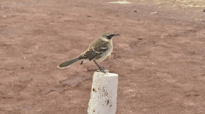 Mockingbirds in Galapagos