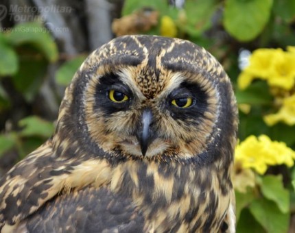 Owl in Galapagos