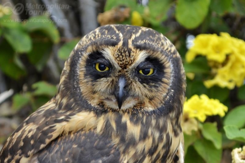 Owl in Galapagos