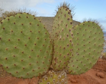 Prickly Pear Cactus in Galapagos