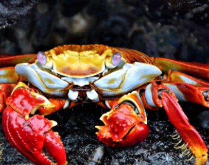 Red Crab in Galapagos