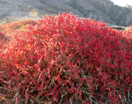 Red Plant in Galapagos Islands