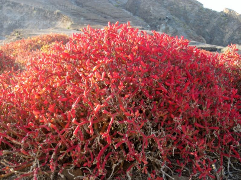 Red Plant in Galapagos Islands