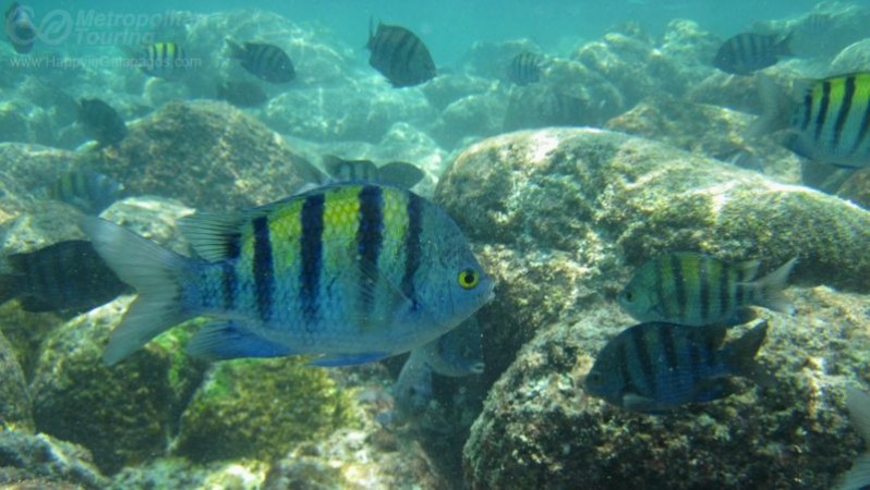 Fish Sergeant Major in Galapagos