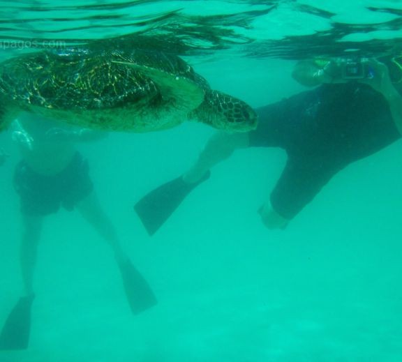 Snorkeling in Galapagos