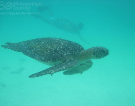 Snorkeling next to a Marine Turtle