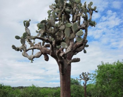 A big Candelabra cactus in Galapagos Islands