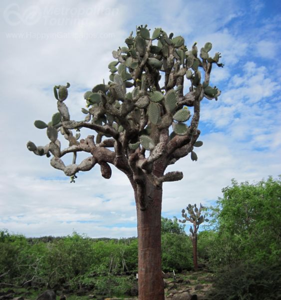 A big Candelabra cactus in Galapagos Islands