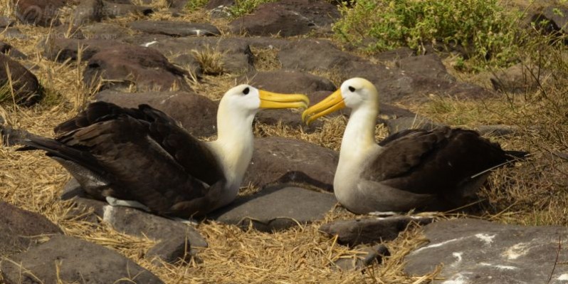 A couple of albatrosses in Española Island