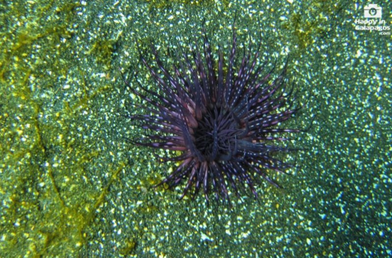 A purple anemone in Galapagos