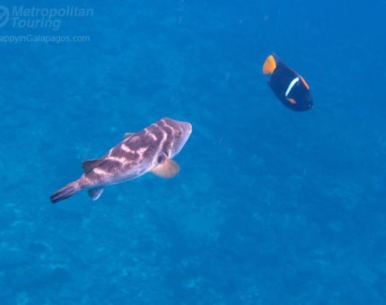 Blowfish in Galapagos