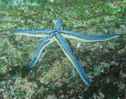 Blue starfish in Galapagos