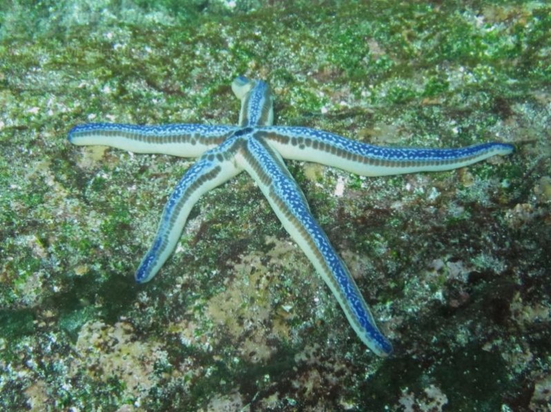 Blue starfish in Galapagos