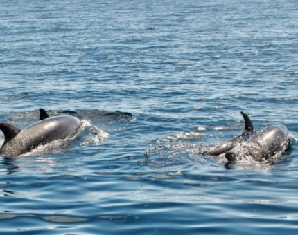 A group of bottlenose dolphin in Galapagos