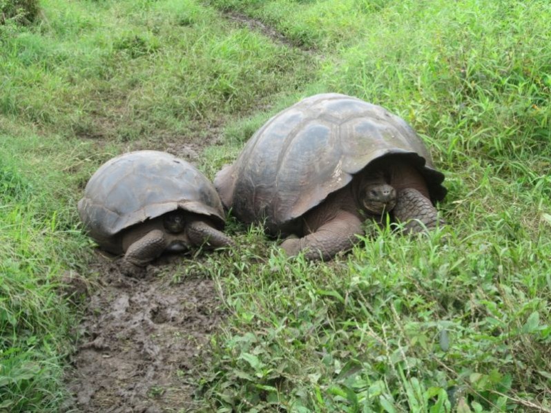 Couple of giant tortoises in Santa Cruz Island