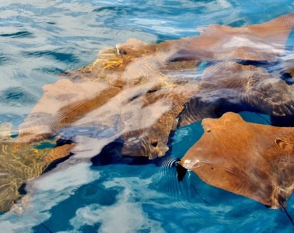 Cownose ray in Galapagos