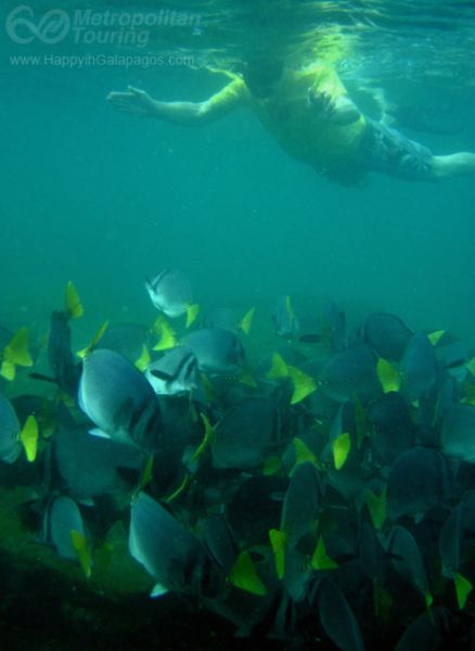 Enjoying underwater life in Galapagos Islands