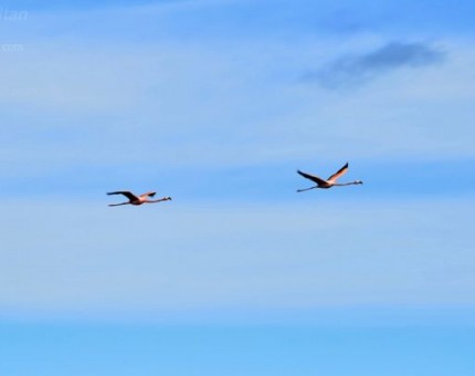 Flamingos flying in Galapagos