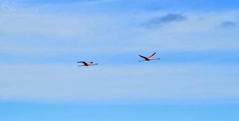 Flamingos flying in Galapagos