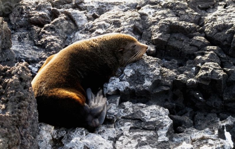 Galapagos fur sea lion