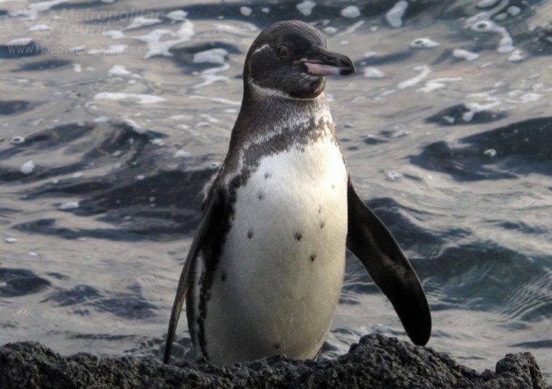 Galapagos penguin in Fernandina Island