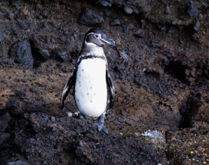 Galapagos penguin in Tagus Cove