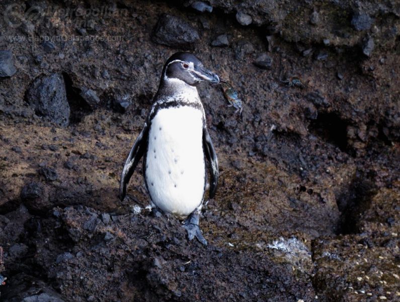 Galapagos penguin in Tagus Cove