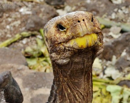 Giant tortoise of Galapagos Islands