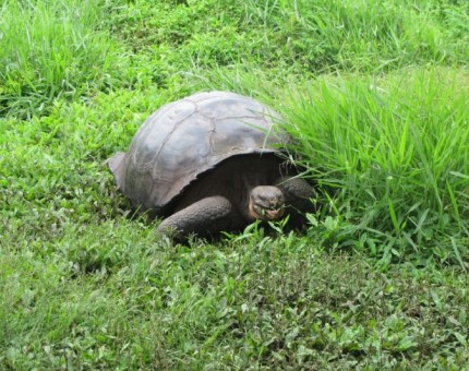 Giant tortoise in Santa Cruz Island