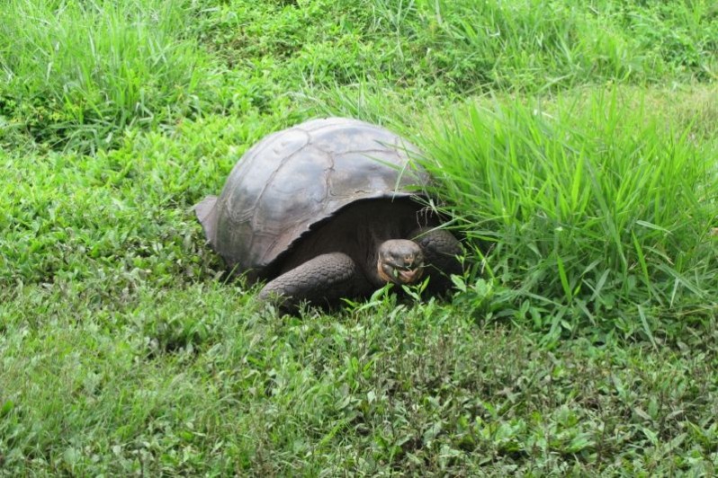 Giant tortoise in Santa Cruz Island