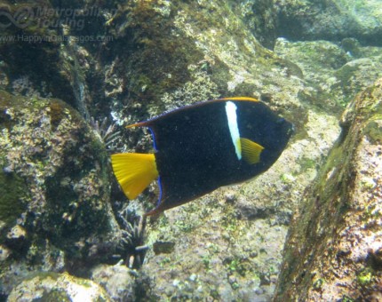 King angelfish in Galapagos